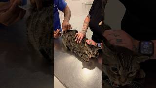 Grumpy cat gets vaccinated 😾 #shorts #cat #vet