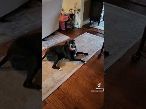 🐶🐶 she was not happy! #2023shorts #dogshorts