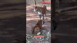 SAVE THE NATURE#thewildlife   #ranthambornationalpark #wildlifesafari #savethenature #savewildanimal