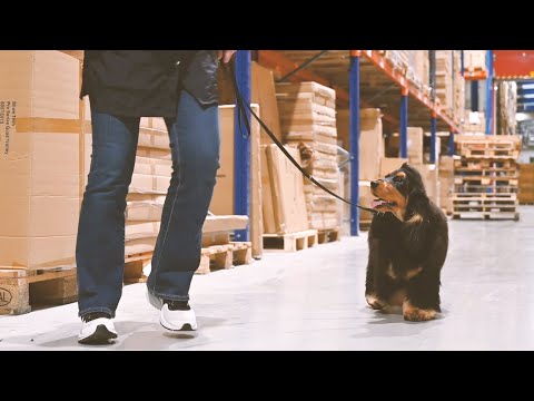 Mastering the Show Tech Show Lead: Essential Tips for Leash Training Your Dog!