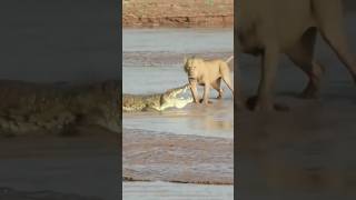 Lion attack in crocodile #shots  #8kvideo #lionattack #crocodile #wildanimals #youtubeshorts