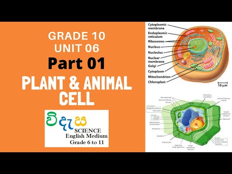 Science (English Medium) Grade 10 - Unit 6 - Lesson 01