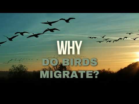 Why do birds migrate?