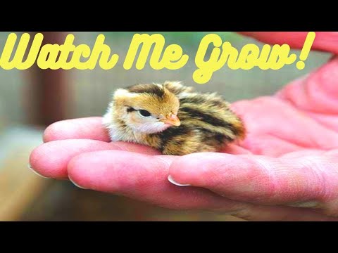 Batair Farming / Quail Farming In Urdu/Hindi