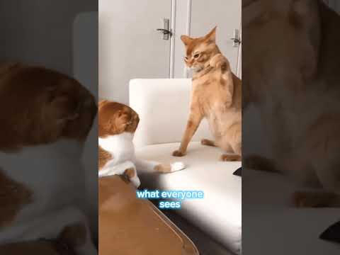me in a fight be like #viral #anime #cats #jjk #onepiece #jojo