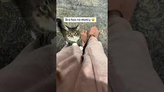 Why🙄 #cat #catcute #catcontent