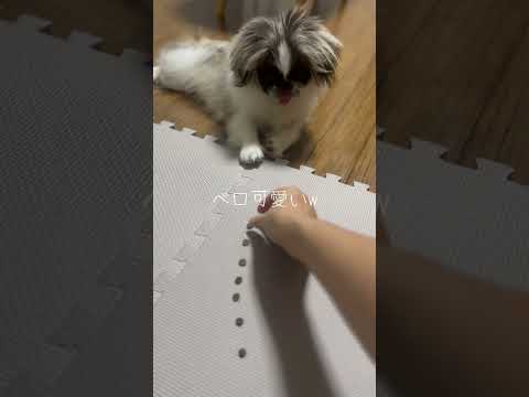 【教えてください】ドッグフードを食べなくなったペキニーズのぱんちゃん