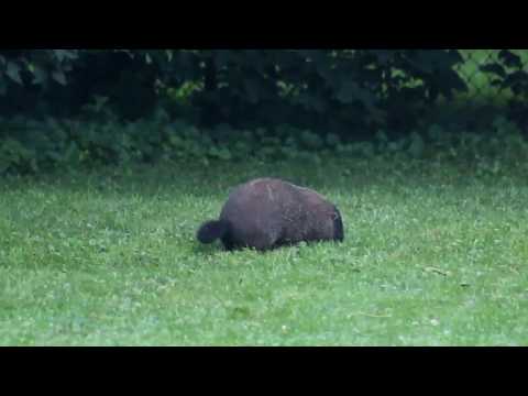 Hungry Woodchuck | Summer 2017