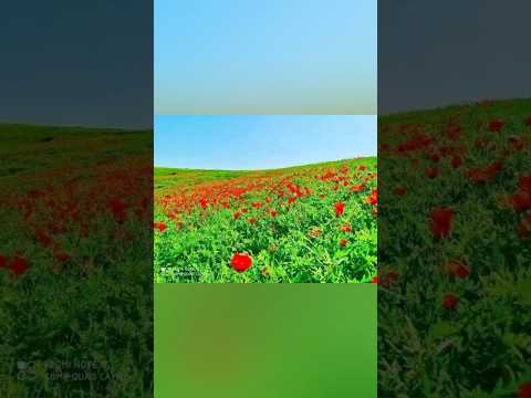 شعر بهاری#شعر #poetry #هزاره_پشتو_ازبک_افغان_هم_وطن #عاشقانه #رویایی #love #ادبیات_فارسی #