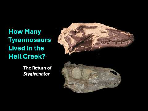 How Many Tyrannosaurs Lived In The Hell Creek? The Return of Stygivenator.