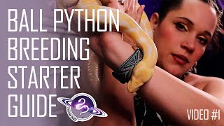 7 Things to Research Before You Start | Ball Python Breeding Starter Guide