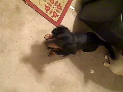 crazy lazer dog