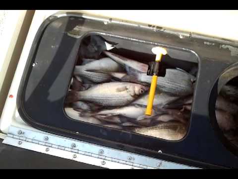 Fish2