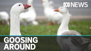 A gaggle of geese are taking over a Victorian town ABC News