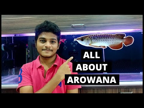 All About Arowana Fish | How to take care of Arowana