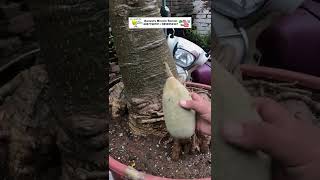 BAOBAB TREE FLOWER TO SEED | BARWAL’S MIRACLE BONSAI