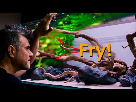 I Wanted a Simple Aquascape…Nature Had Other Plans | Part 1