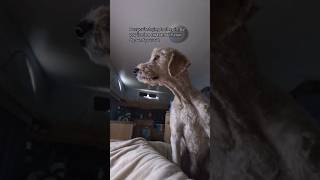 Pets on the road life #foryou #lapofaustralia #pettravel #petfriendlytravel #goldendoodle #catvideo