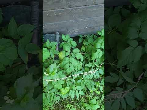 nature noises