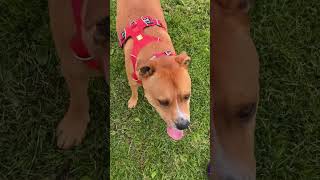 Pet sitting in a wee Scottish village #trustedhousesitters #slowtravel #frugaltravel