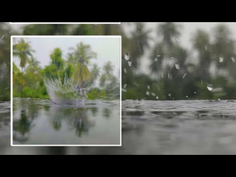 Every drop refreshes the world 💧🌧️ #nature #beauty #love #rain #whether #ytshorts #shorts @Sasuhasu