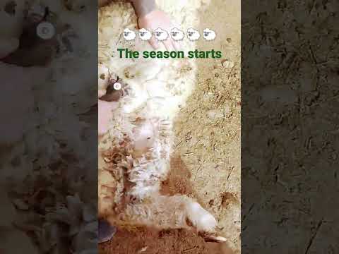 @The season starts