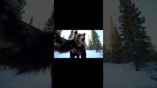 Bear Vlogging  #gorila  #vloggigng #bear  #wildlife  #vlog  #shorts  #veo3