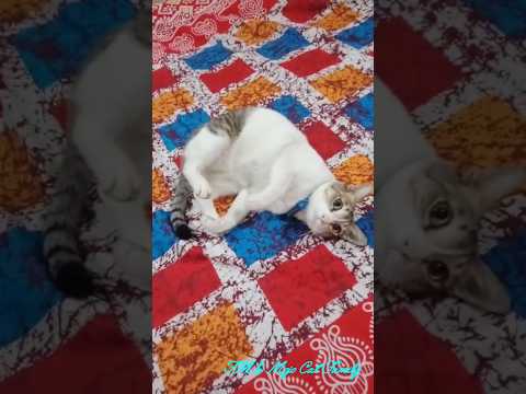 Micky is such a cute boy ♥️♥️♥️  #pets #funnycats #ytshorts #shorts