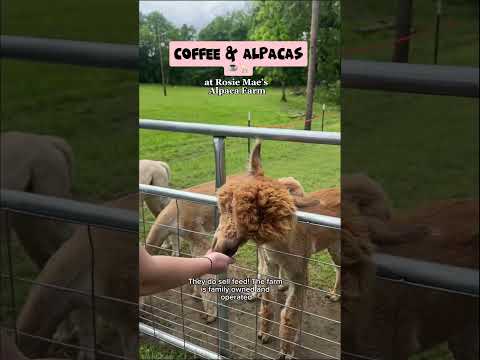 Coffee and Alpaca Farm near Chattanooga #chattanooga #alpaca #alpacafarm #chattanoogatn