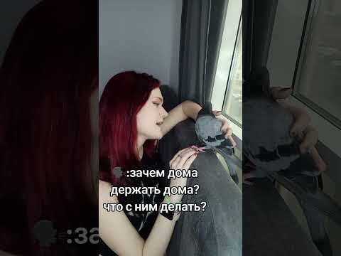 #птицы #birds #попугаи #юмор #голуби #голубь