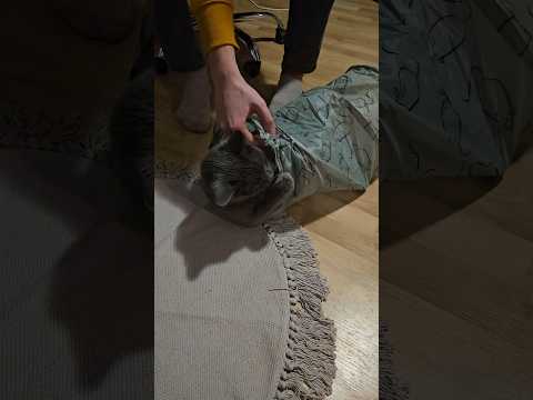 Playful cat #cat #cute #viral #funny #play