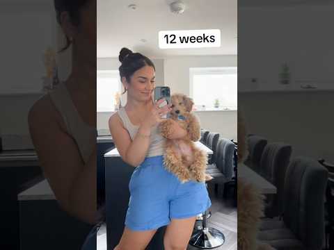 My grown up Kev🥹 #puppy #dog #mydog #poochon #viral #creativecontentcreator #youtube