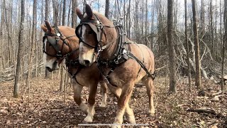 New job First Day for the Logging Horses