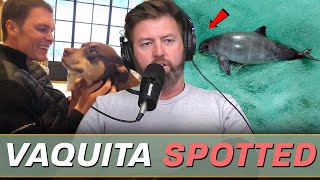 Ultra-Rare Vaquita Spotted with New Babies