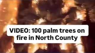 Video shows 100 palm trees caught on fire in North County
