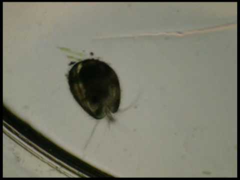 Ostracod - part 2