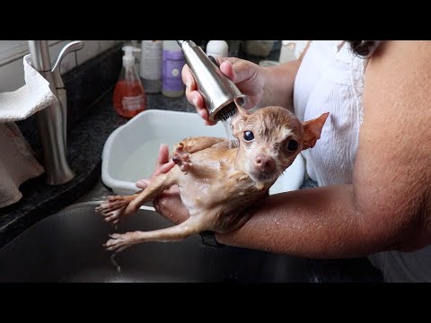 3 pound chihuahua gets a bath