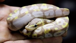 Pastel Super Banana Ball Python at JSA Reptiles!