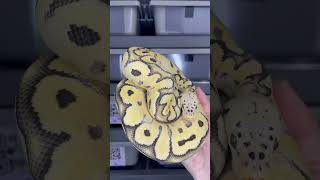 Pastel Desert Ghost Clown #ballpythonbreeder #ballpython #desertghost #ballpythonmorphs