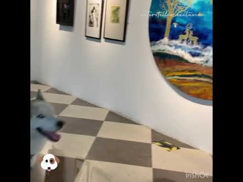 Dog friendly art gallery