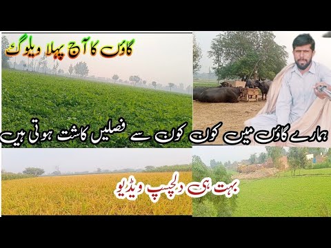 My first vlog in village2023/village life/first vlog on YouTube