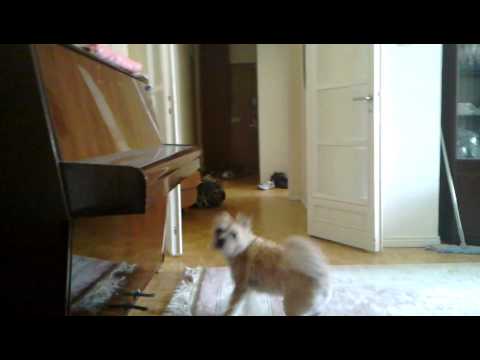 Our dog playing with her ball