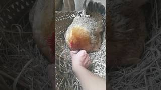 Chicken Core. 🐓 #chicken #rooster #farmlife #farmerlife #funnypets #petlover #fyp #viralmemes #bird