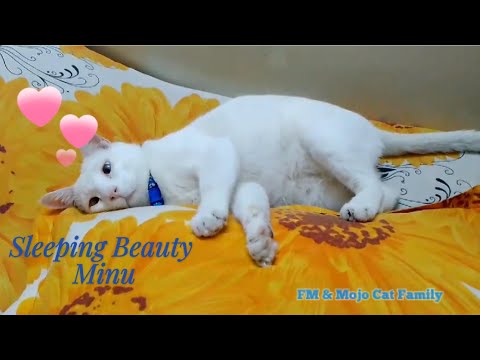 Sleeping Beauty Minu ❤️❤️❤️❤️