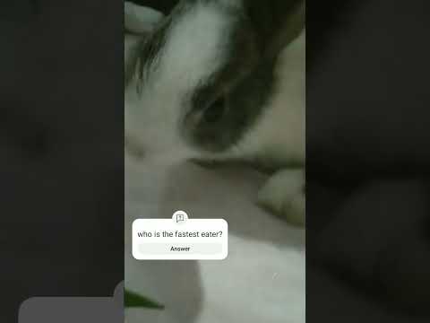 #rabbit #cute #bunny #bts #pets #asmr #funny #love #motivation #song #shorts #news #trending #tiktok