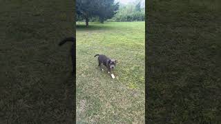 #Pittyplaytime #Oklahomalife #dogs