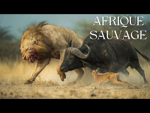 AFRIQUE SAUVAGE:  Quand les Buffles Font Fuir les Lions | DOCUMENTAIRE ANIMALIER