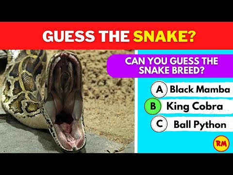 SnakeSnap Challenge: Can You Guess in 3 Seconds?