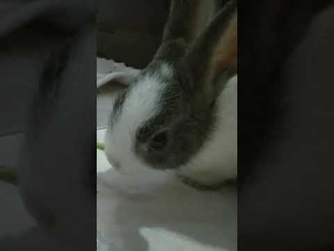 #rabbit #bunny #cute #bts #pet #funny #cutebunny #india #asmr #trending #shorts #tiktok #viral #love