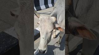 Maa 🥺❤️ #shortsvideo #love #helpvideo #motivation #trend #viralshorts #video #himachalpradesh #viral